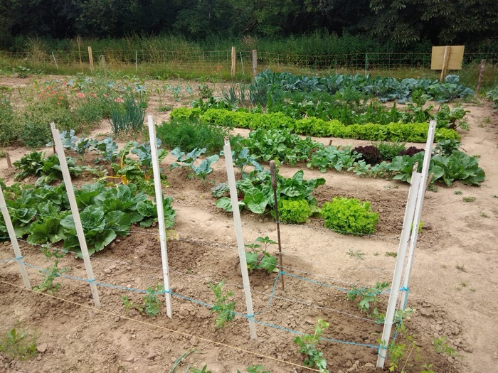 Pflanzbeet auf dem Saisonacker mit jungen Gemüsepflanzen in Reihen