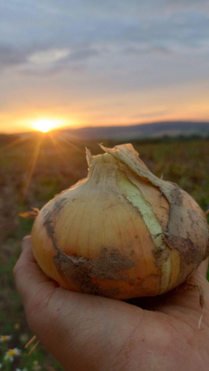Zwiebel-Pflanze im Sonnenuntergang — Sinnbild für die Zukunft unserer Region